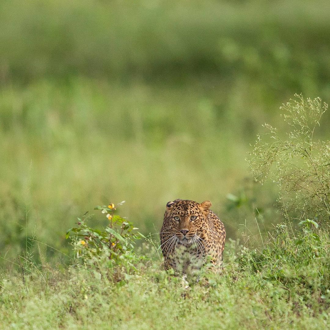 Bandipur gallery 5