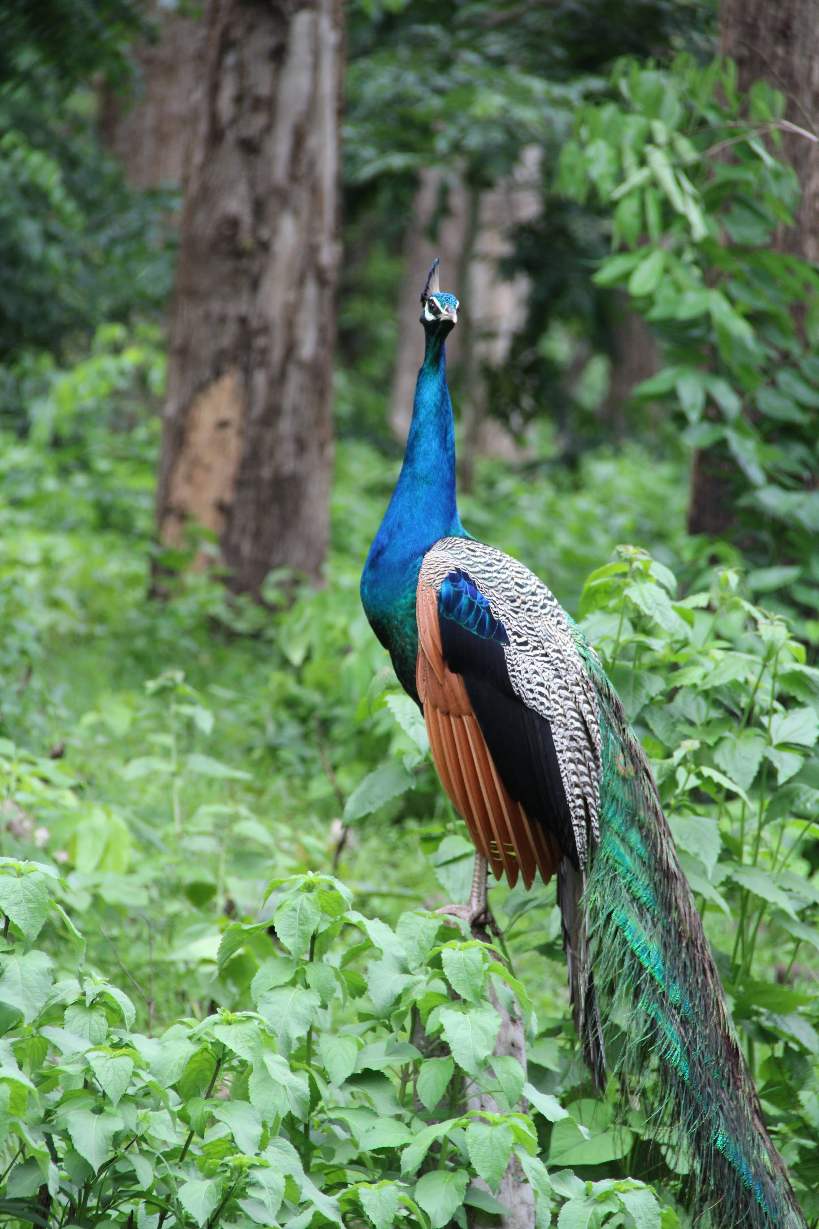 Bandipur gallery 2