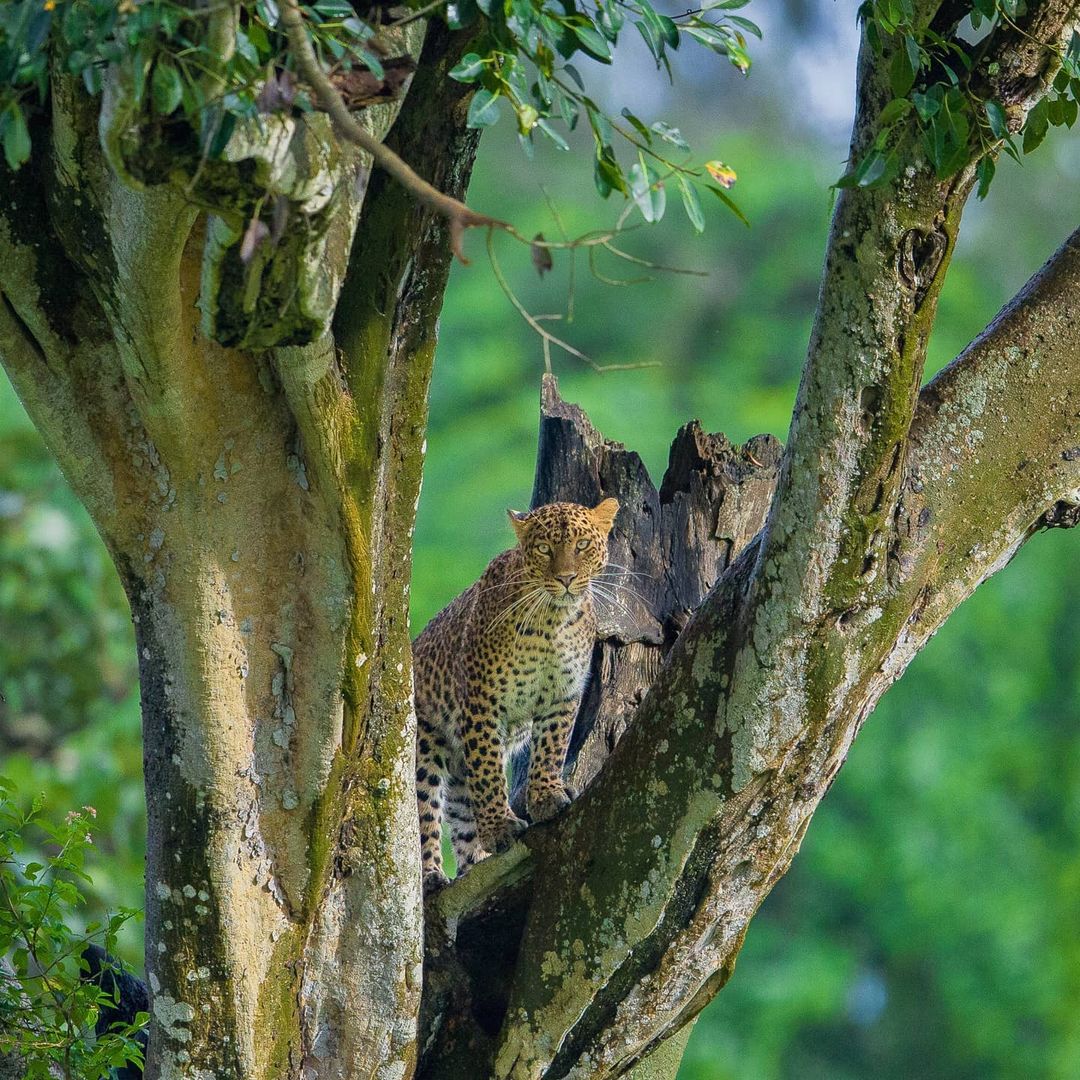 Bandipur gallery 1
