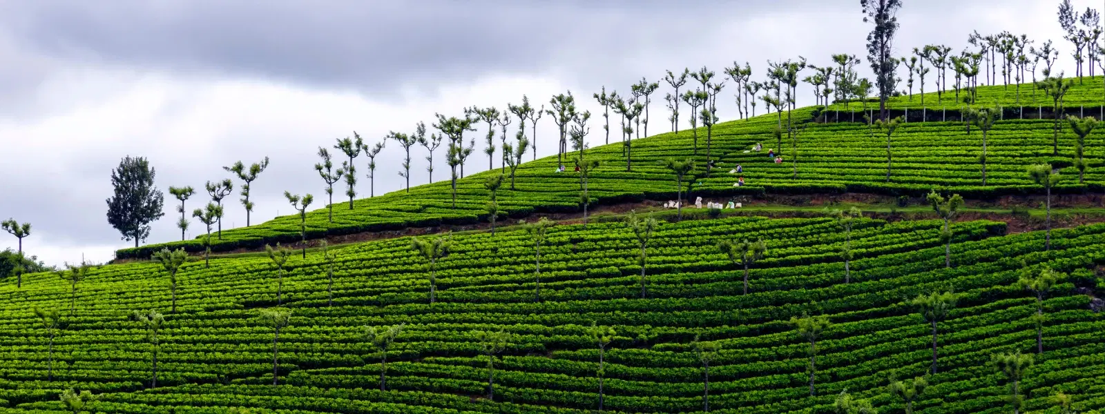 Coorg, Karnataka — Forest & Coffee