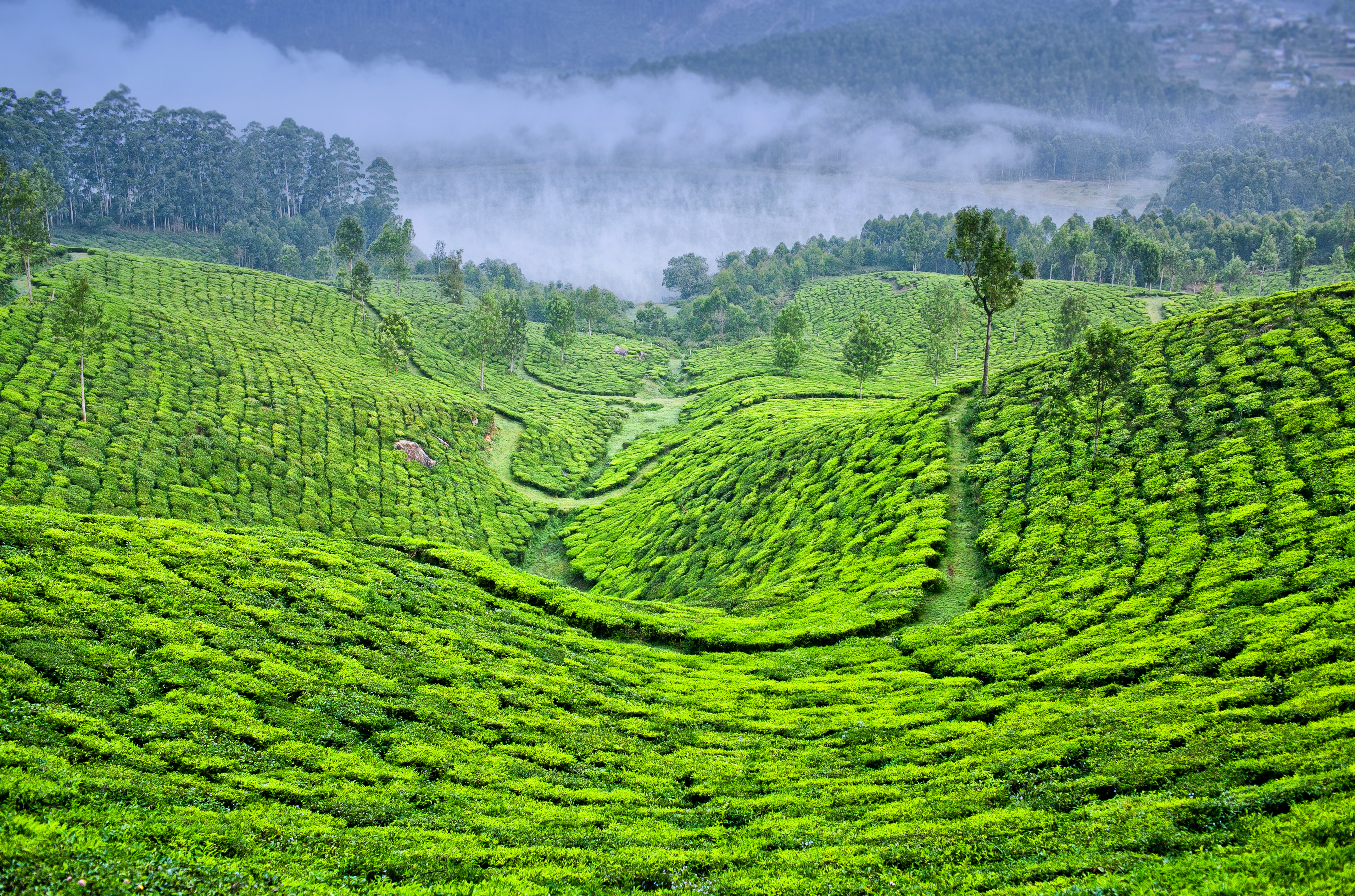 Coorg gallery 2