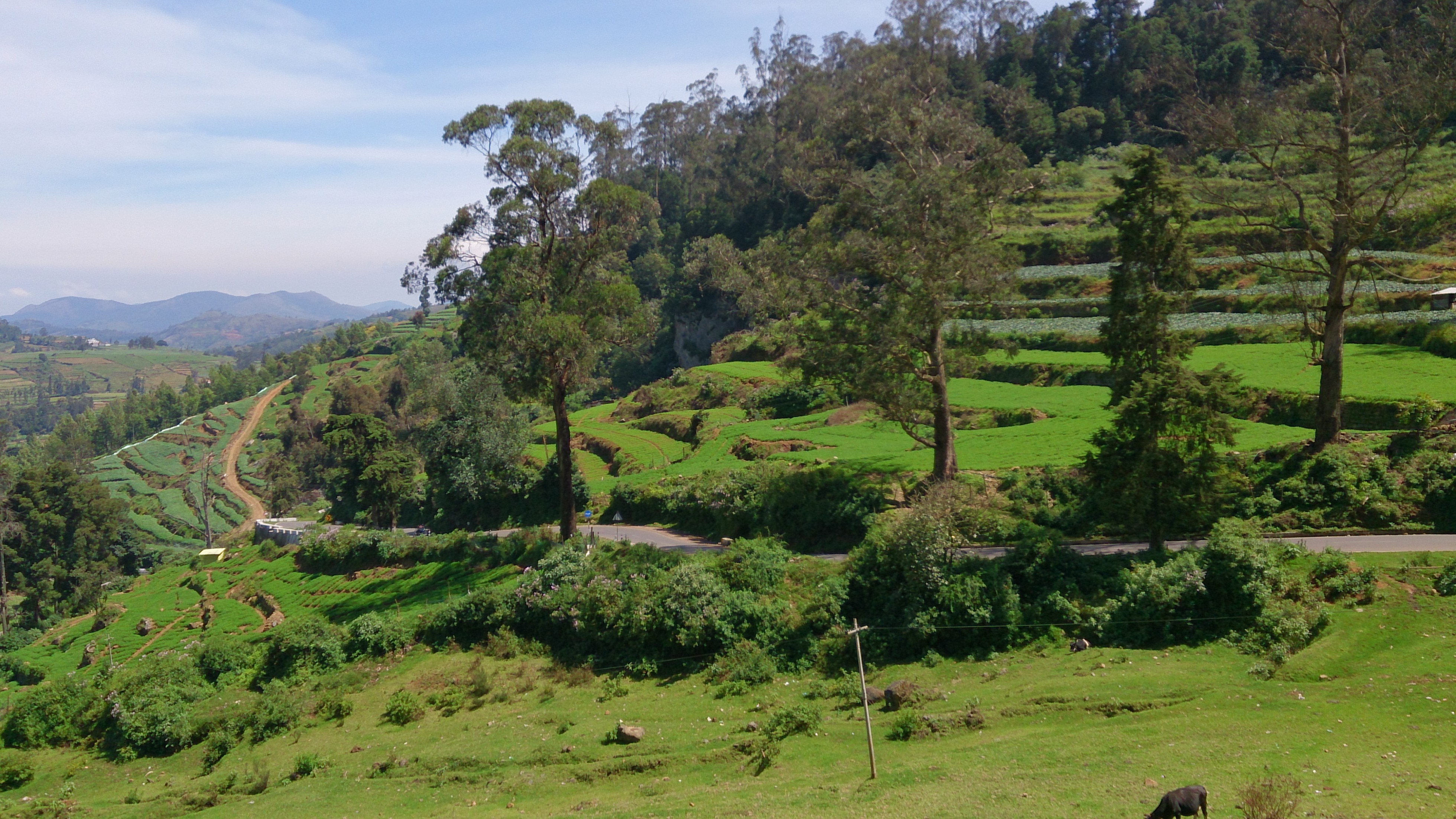 Ooty gallery 5