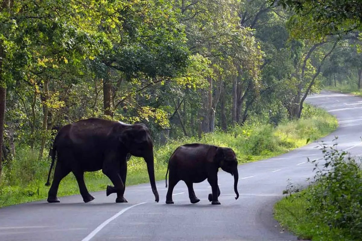 Wayanad gallery 1